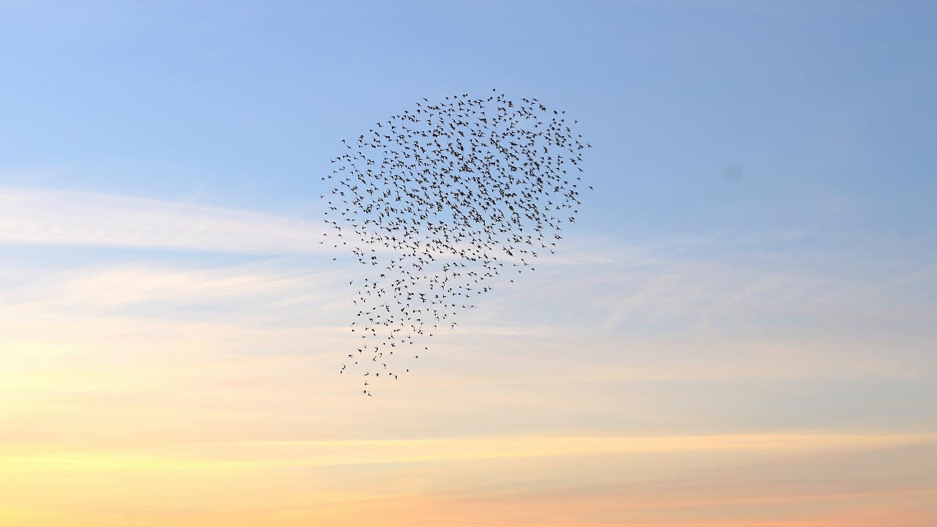 Awesome Starling Show in Denmark’s Marshlands